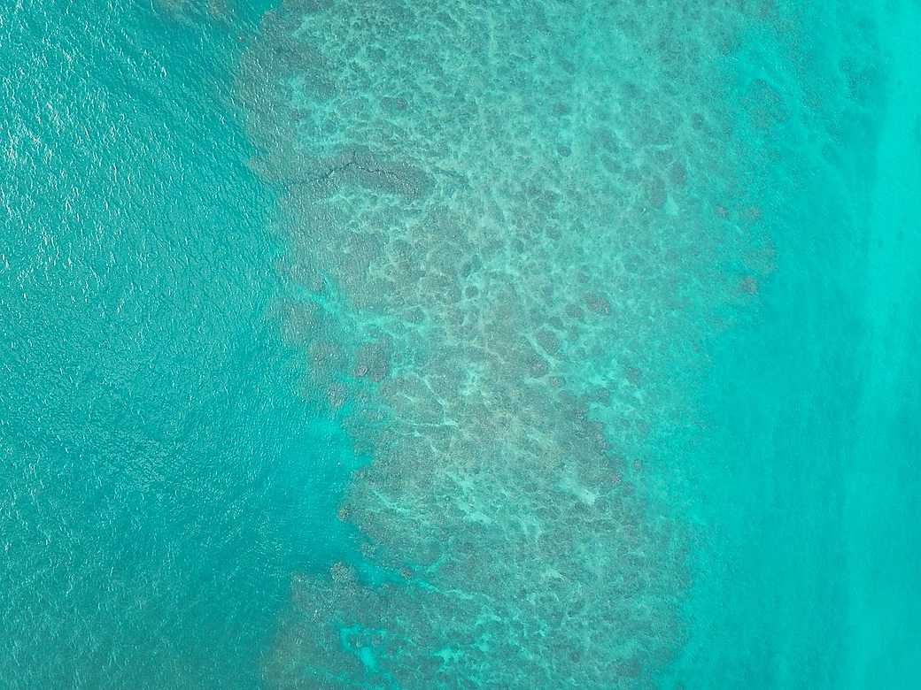 Snorkeler floating over a turquoise reef