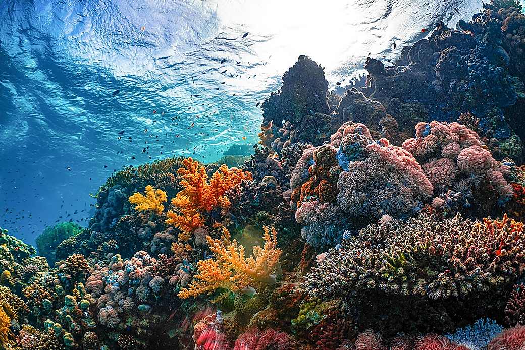 Colourful coral wall teeming with fish